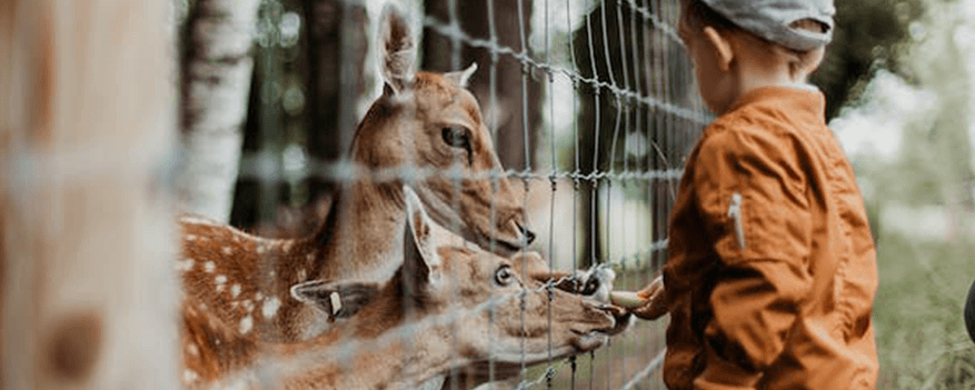 Family going to see a deer at Stirling's Safari Park near Glasgow