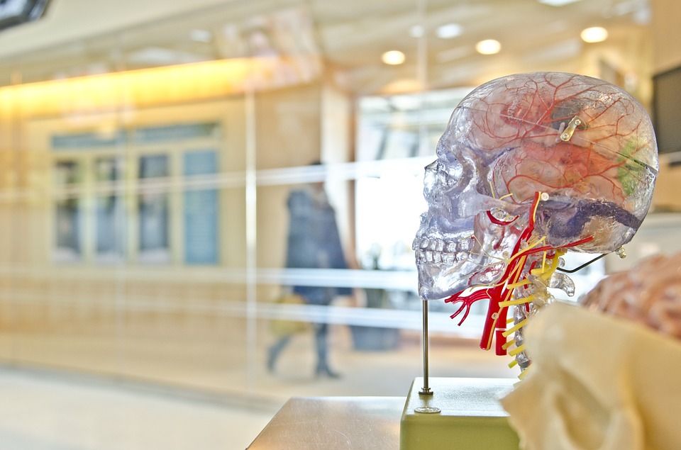 Skull and nervous system display at science center